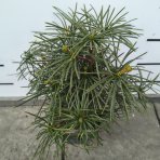 Dáždnikovec praslenovitý (Sciadopitys Verticillata) – výška 20-30 cm, kont. C3L